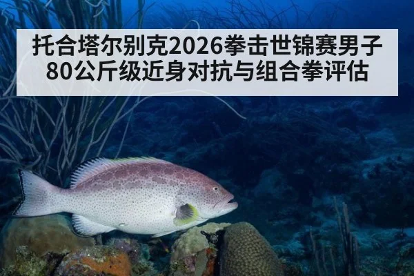 托合塔尔别克2026拳击世锦赛男子80公斤级近身对抗与组合拳评估
